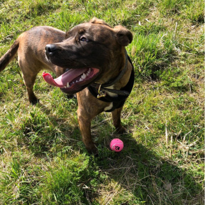 Brindle Staffy Bull Bullmastiff