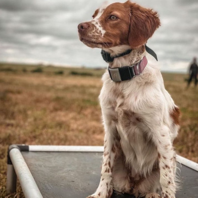 Piebald Brittany