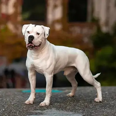 White-American-Bulldog