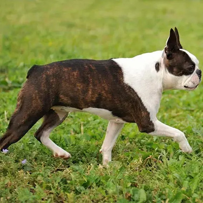 Brindle Boston Terrier with White markings