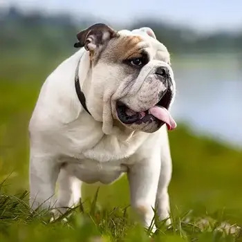 American Bulldog