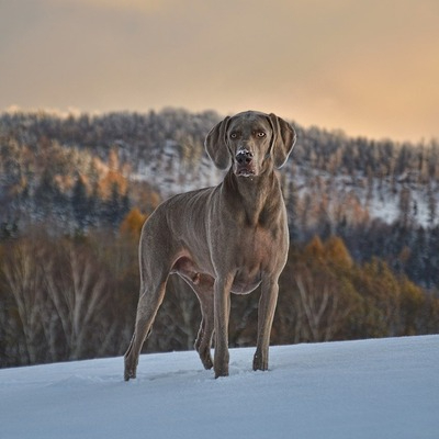 Gray Weimaraner