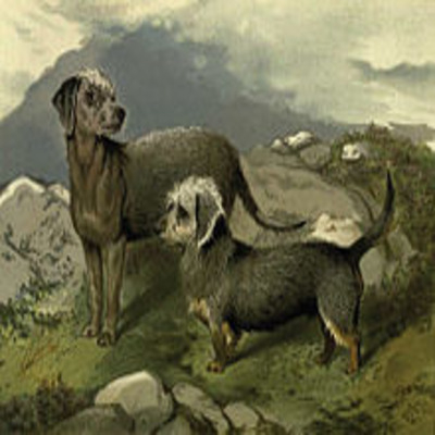 Painting of a Bedlington Terrier,1881