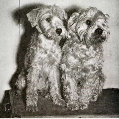 Soft Coated Wheaten Terrier History