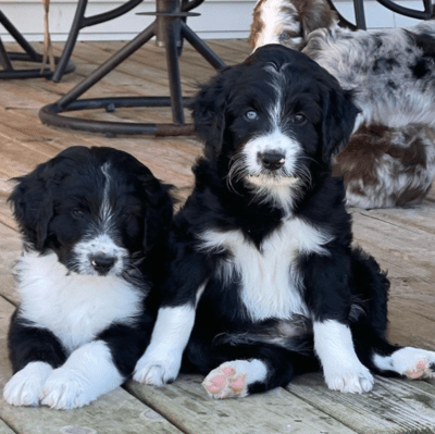 Black Aussiedoodle