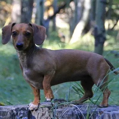 Dachshund 