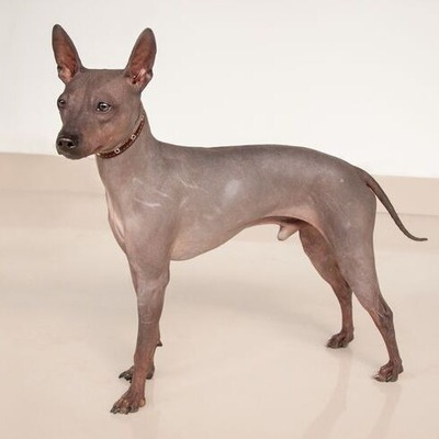 Standard American Hairless Terrier