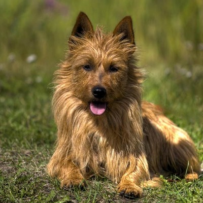 Sandy Australian Terrier