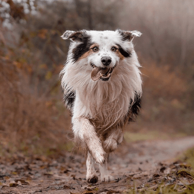 Red merle Border Collie