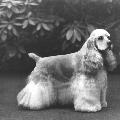 1972 Cocker Spaniel