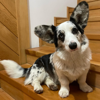 Blue Merle Cardigan Welsh Corgi