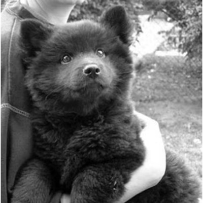 Swedish Lapphund History