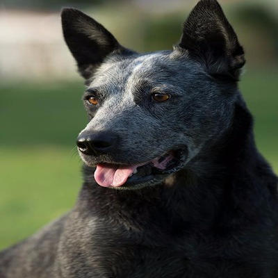 Black Australian Stumpy Tail Cattle Dog