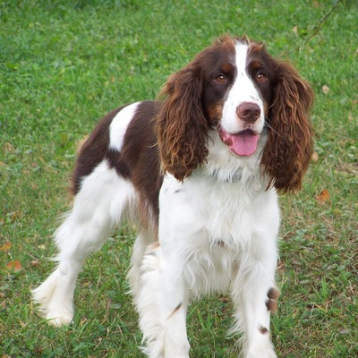 English Springer Spaniel