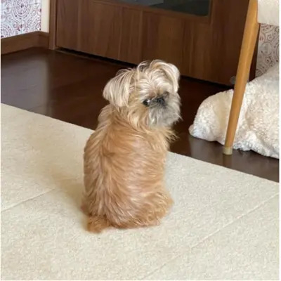 Wheaten Brussels Griffon