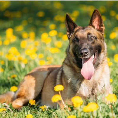 Belgian Malinois