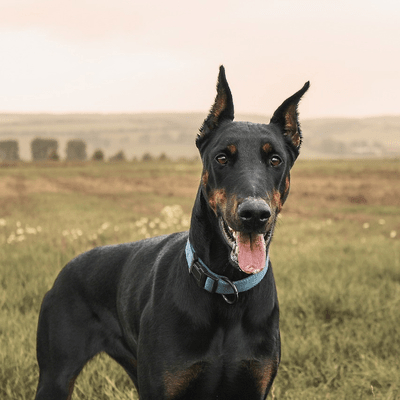 Black Doberman