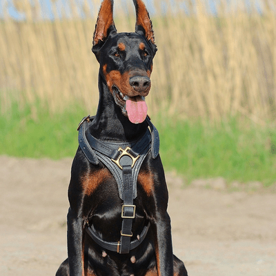 Black and Tan Doberman 