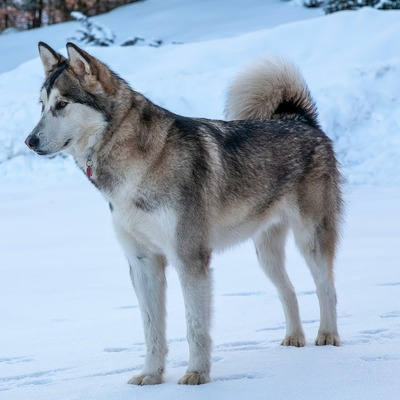 Grey and white Alaskan Malamute