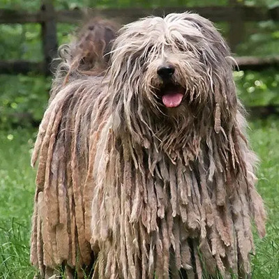 White Bergamasco Sheepdog