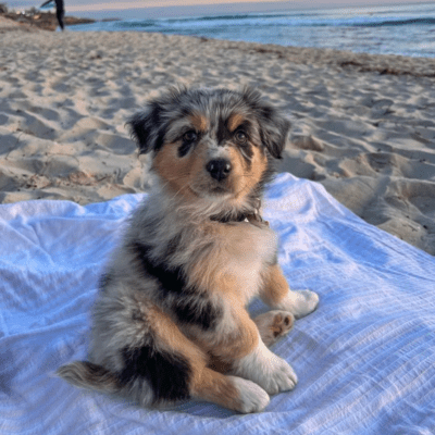 Mini Australian Shepherd