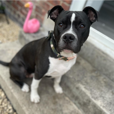 Black and White Staffy Bull Bullmastiff