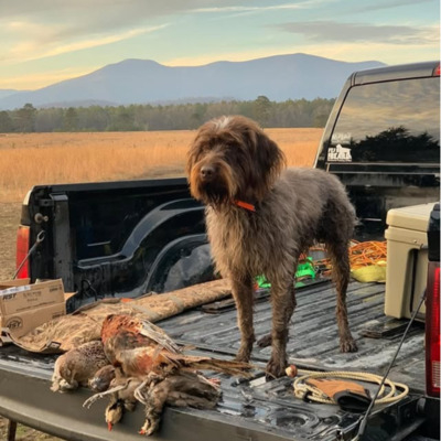 Chestnut Brown Griffon