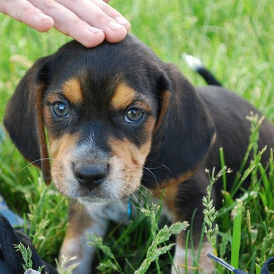 Black and brown Beagle Puppy