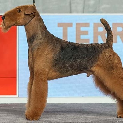 Airedale-Terrier