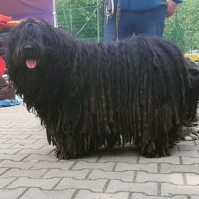 Black Bergamasco Sheepdog