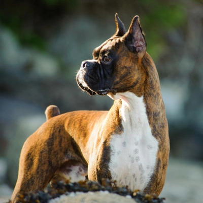 Brindle Boxer