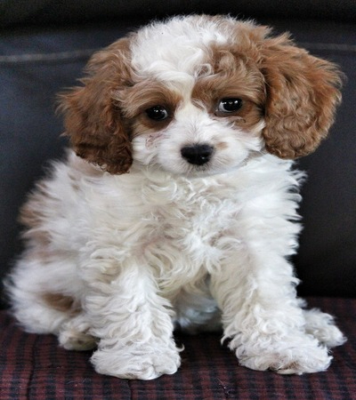 White and Brown Cavapoo