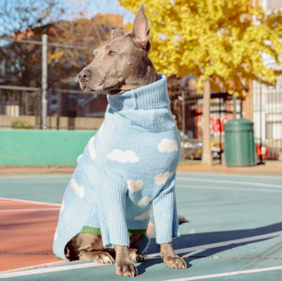 Blue Lacy