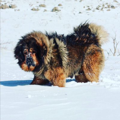 Red Tibetan Mastiff