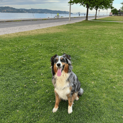 Red Merle Australian Shepherd