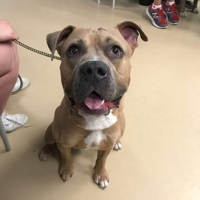 Brown Bullboxer Pit