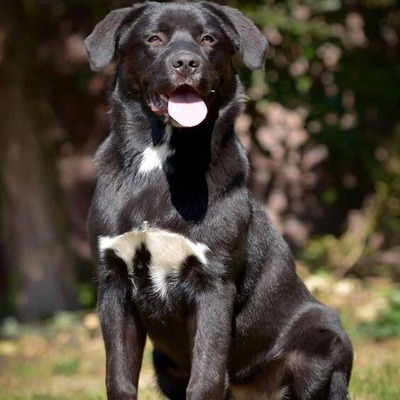 Black Australian Shepherd Lab Mix