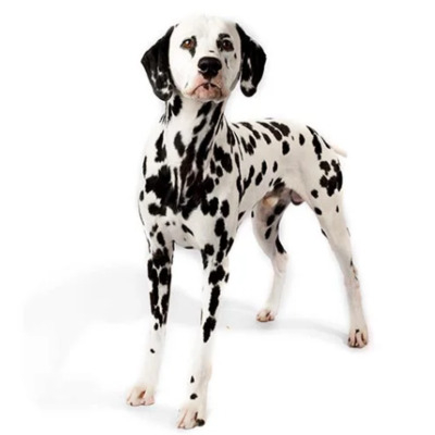 Dalmatian