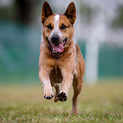 Red mottle Australian Stumpy Tail Cattle Dog