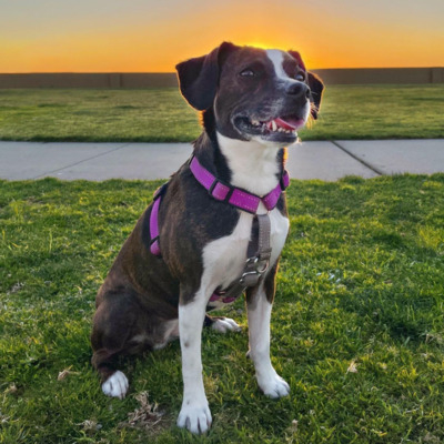 Brindle Boglen Terrier