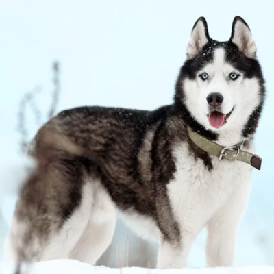 Siberian Husky