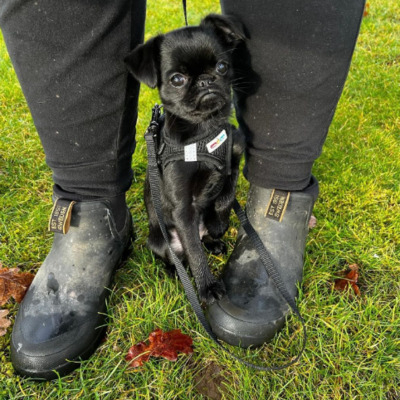 Black Brussels Griffon