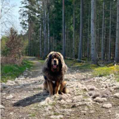 Brown Tibetan Mastiff