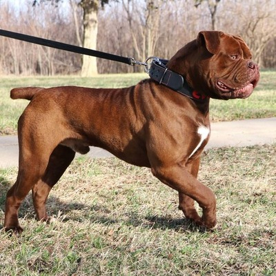 Deep reddish-brown American Bulldog