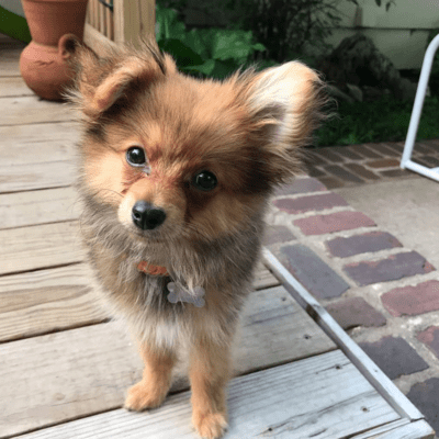 Brown Aussiepom