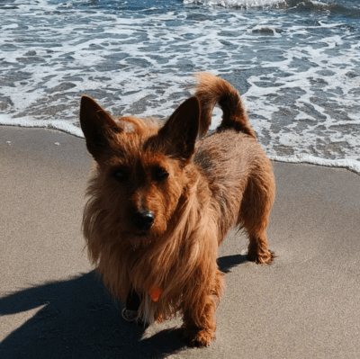 Red Australian Terrier