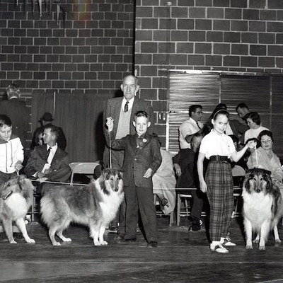 Border Collies in 1960 