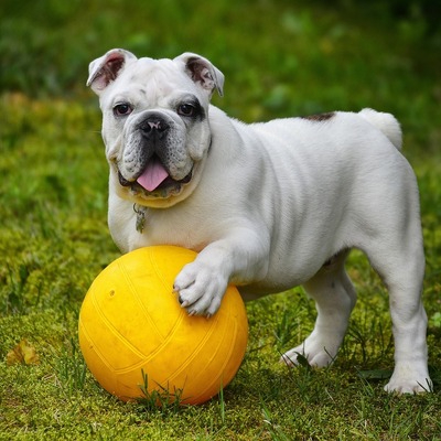 White Bulldog