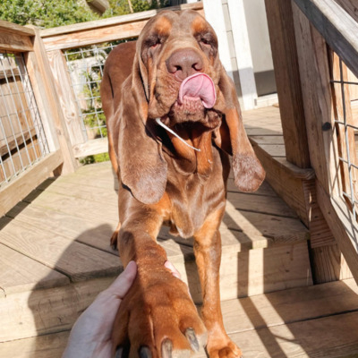 Liver Bloodhound