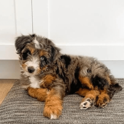  Mini Aussiedoodle size 